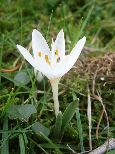 File:Colchicum hungaricum 28-12-2015.JPG