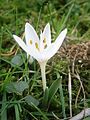 Colchicum hungaricum