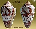 Conus archon Broderip, W.J., 1833