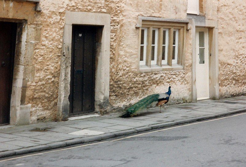 File:CorshamPeacock.jpg