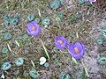 Crocus nudiflorus