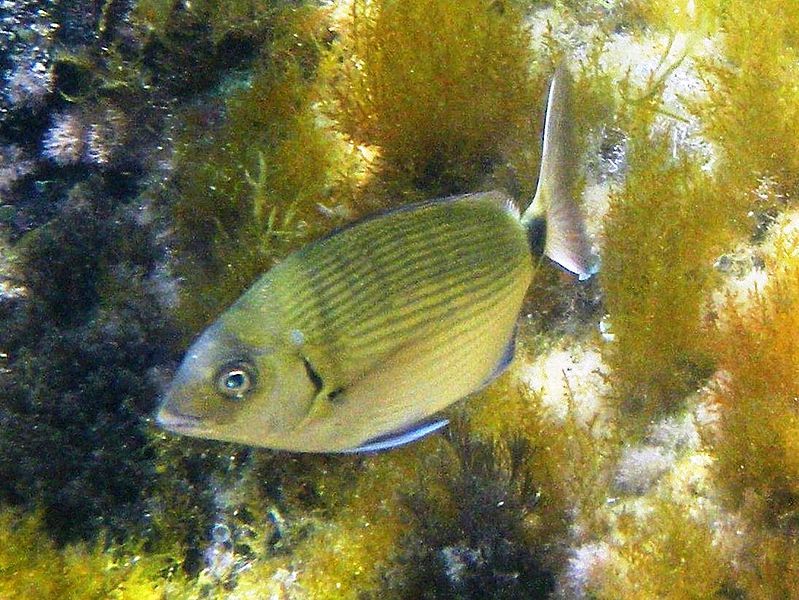 File:Diplodus sargus 0056.JPG