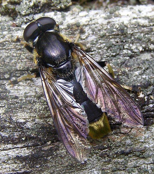 File:Diptera-Syrphidae-Xylota-sylvarum-201208160110.JPG