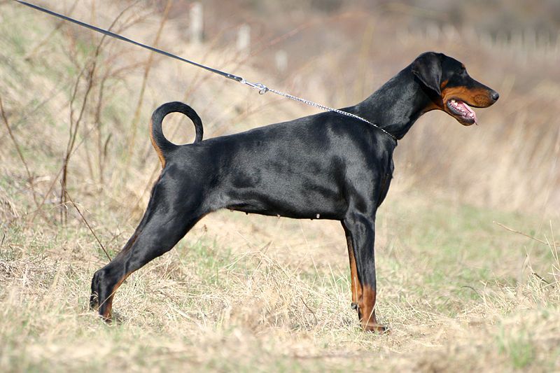 File:Dobermann handling.jpg