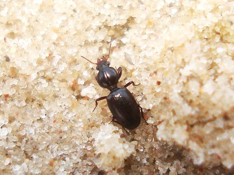 File:Dyschirius intermedius 01.JPG