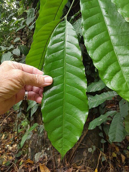 File:Dysoxylum-parasiticum-SF22361-02.jpg