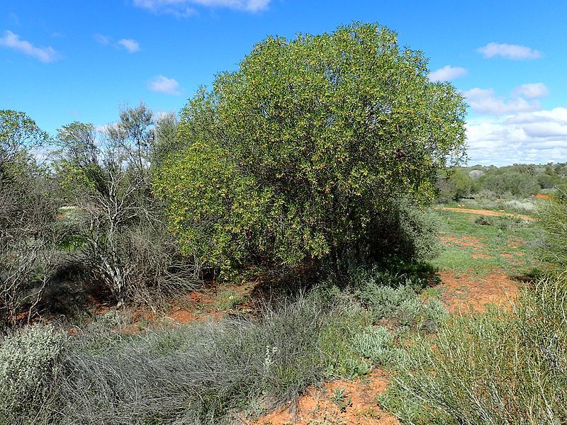 File:Eremophila oldfieldii (habit).jpg