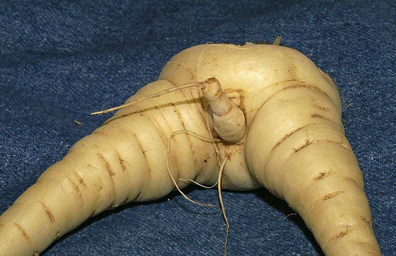 File:Erotic Parsnip.jpg