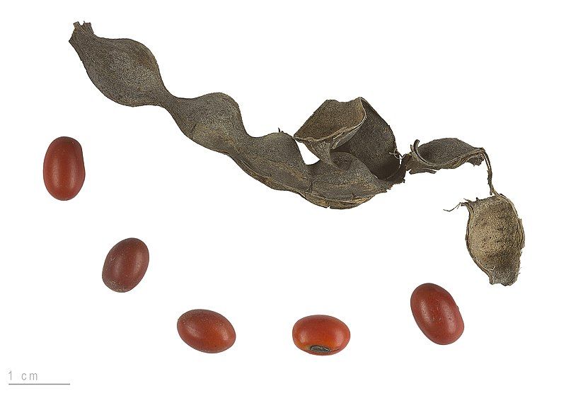 File:Erythrina lysistemon MHNT.BOT.2007.40.52.jpg