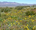 Eschscholzia glyptosperma