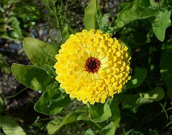 A double-flowered cultivar