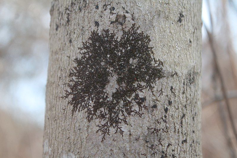 File:Frullania eboracensis.jpg