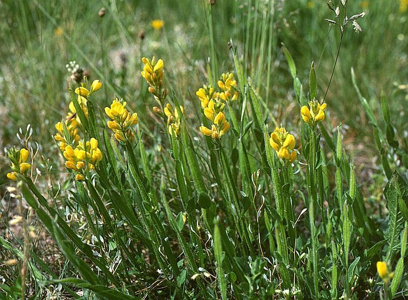 File:Genista sagittalis.jpg