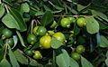 Yellow-fruited cherry guava, (sometimes called lemon guava) Psidium littorale var. littorale