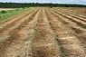 A field of cut flax