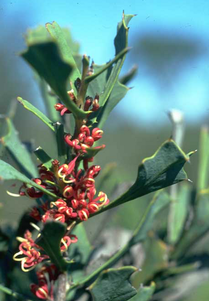 File:Hakea neospathulata.png