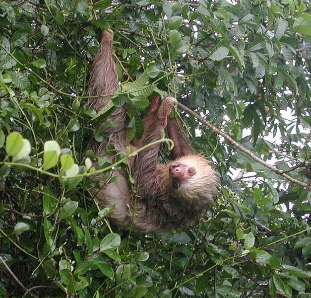 File:Hoffmann-Sloth upright.jpg