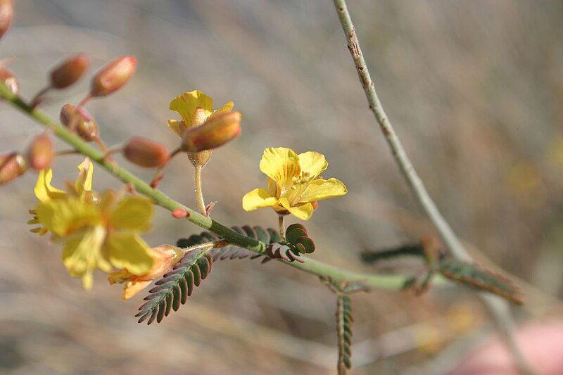 File:Hoffmannseggia microphylla.jpg