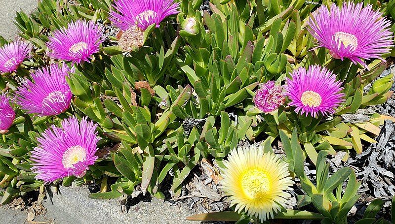 File:Iceplant flowers.jpg