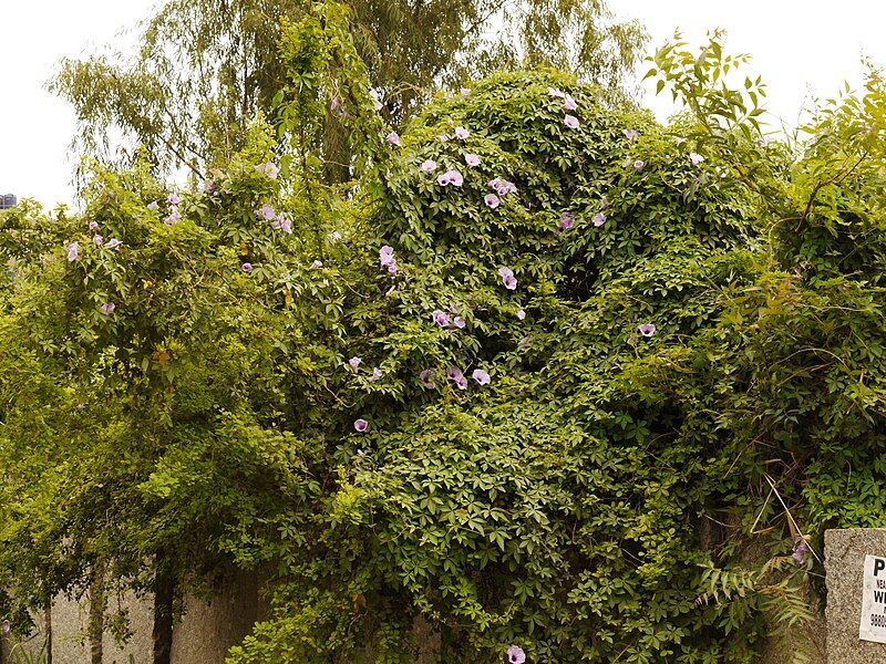 File:Ipomoea cairica (dkrb)-1.jpg