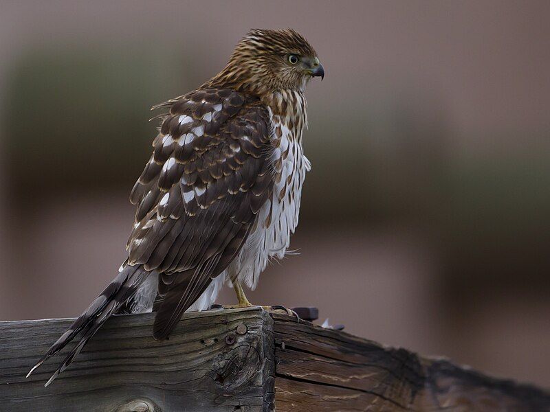 File:Juvenile Cooper's Hawk.jpg