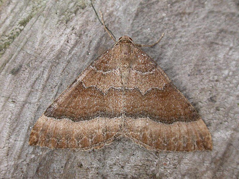 File:Larentia clavaria.jpg