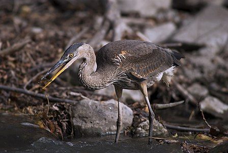 Great blue heron, by Acarpentier