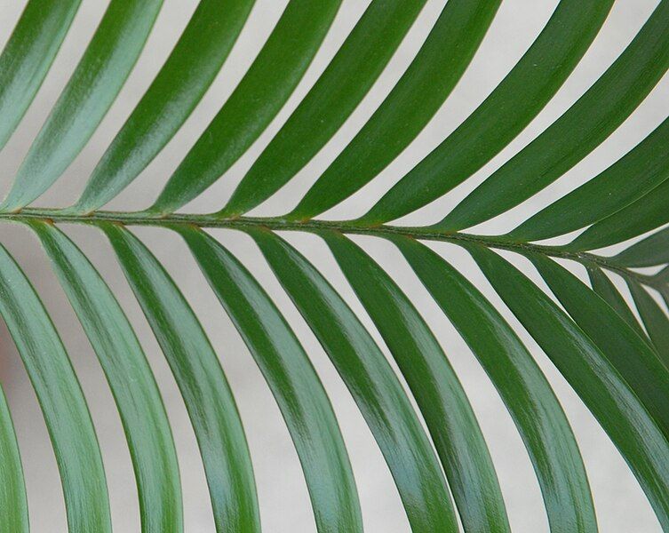 File:Lepidozamia Peroffskyana leaf.jpg