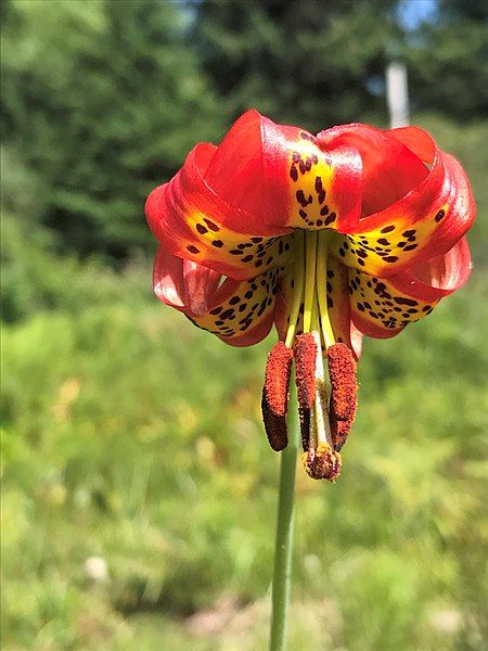 File:Lilium occidentale 2.jpg