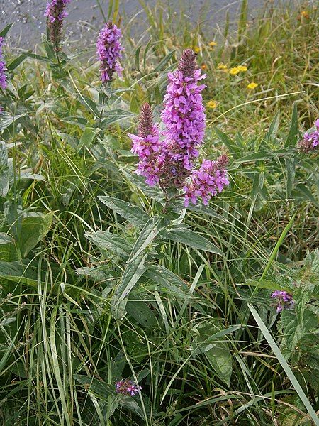 File:Lythrum salicaria 01.JPG