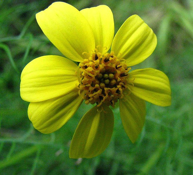 File:Melanthera tenuifolia (4831902287).jpg