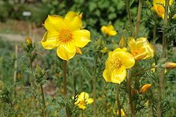 Flowers and buds.