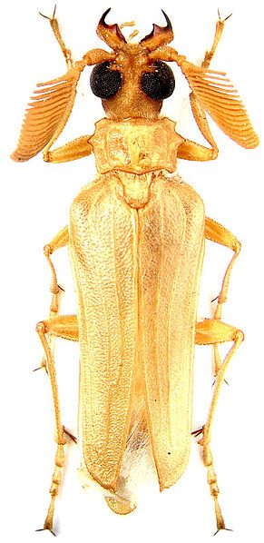 File:Microarthron komarowi male.jpg