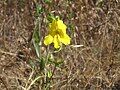 Mimulus brevipes