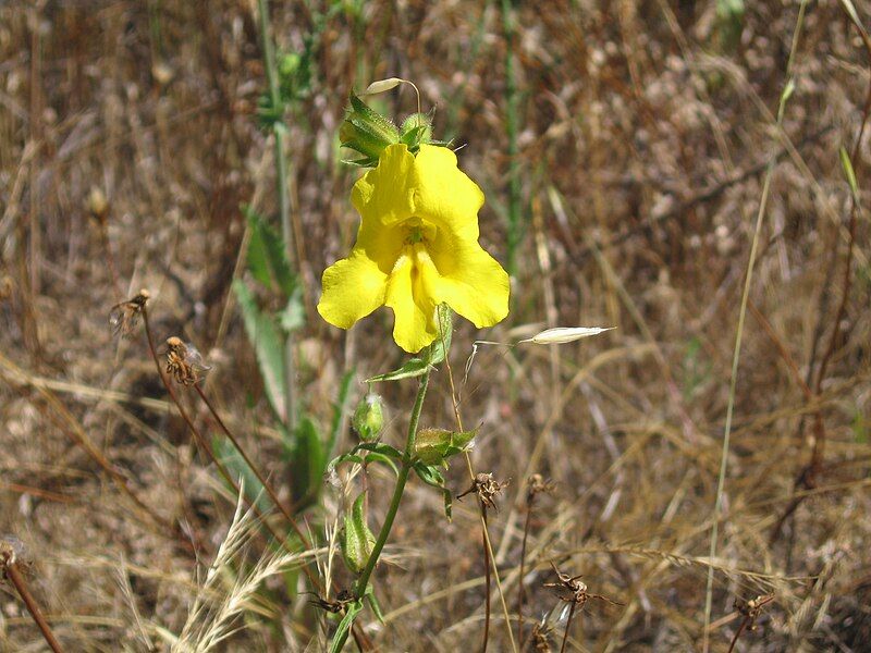 File:Mimulus brevipes.jpg