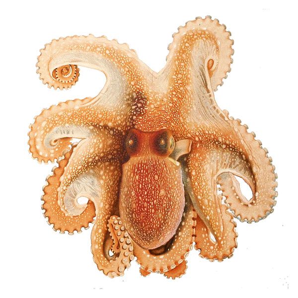 File:Octopus salutii Merculiano.jpg