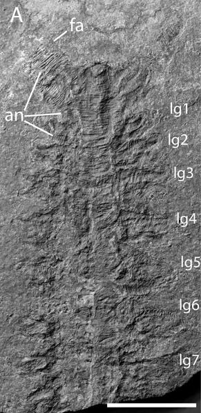 File:Pambdelurion fossil.tif