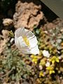 Papaver sendtneri