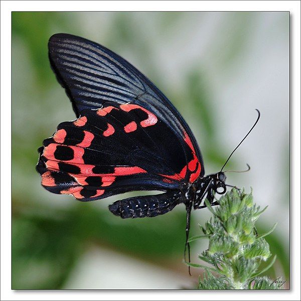 File:Papilio memnon Linne.jpg