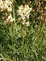 Pedicularis ascendens