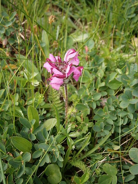 File:Pedicularis cenisia01.jpg