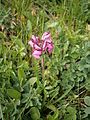 Pedicularis cenisia