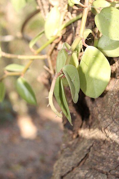 File:Peperomia tlapacoyoensis.jpg