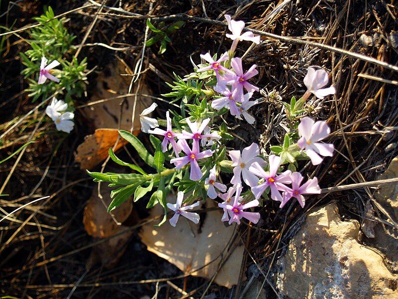 File:Phlox alyssifolia NPS-1.jpg