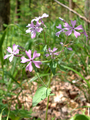 Phlox divaricata