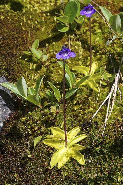 File:Pinguicula vulgaris LC0331.jpg