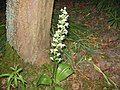 Plantanthera bifolia subsp. latiflora