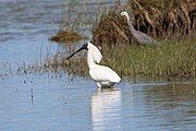 Royal spoonbill (a wading bird) standing in the water next to reeds.