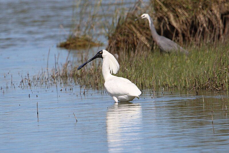 File:Platalea regia 67395488.jpg