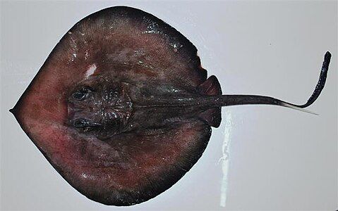 A deepwater stingray, which can reach up to 2.7 m × 1.5 m (8 ft 10 in × 4 ft 11 in) in size